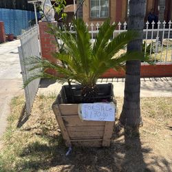 Palm Trees 