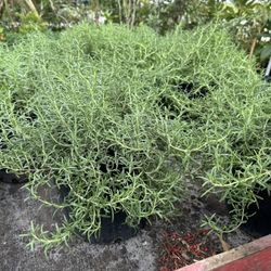 Rosemary plants 