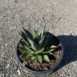 Agave Blue Glow