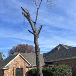 Trimming Trees , Tree Removed