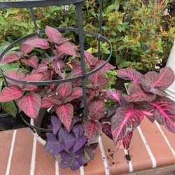 Red Leaves Plant