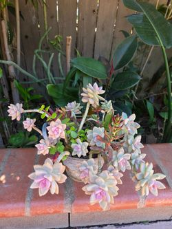 Suculent Plant
