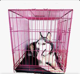 Dog cage large