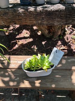 Plant