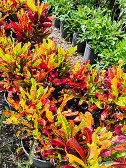 Croton mammy 3gl $8💛colorful foliage