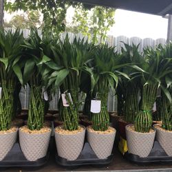 Lucky Bamboo In Ceramic Pot. SPECIAL PRICE !🤩