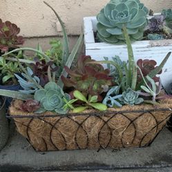 Succulents 