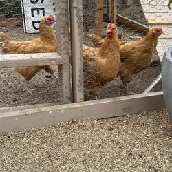 30 Chicken 
