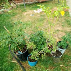 Tomatoes Plants