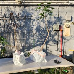 Jocote Ciruela Roja/Red Hog Plum Trees