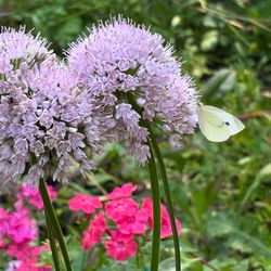 Allium onion ornaments