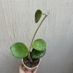 4” Hoya Obovata Splash