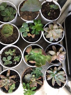 Succulents