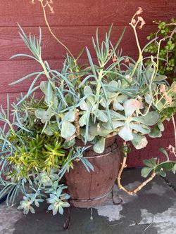 Succulents plant pot and stand
