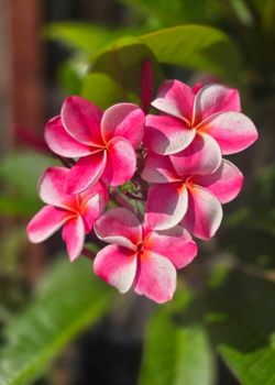 Plumeria Elsie rooted plants 17' from soil line, 2 & 4 tips