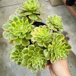 Aeonium White Milk Variegated Imported