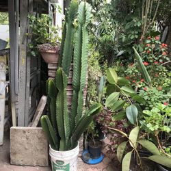 Plantas De Cactus Diferentes Precios