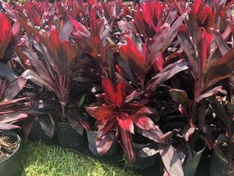 Ti plants, Alocasia, Christmas Palms