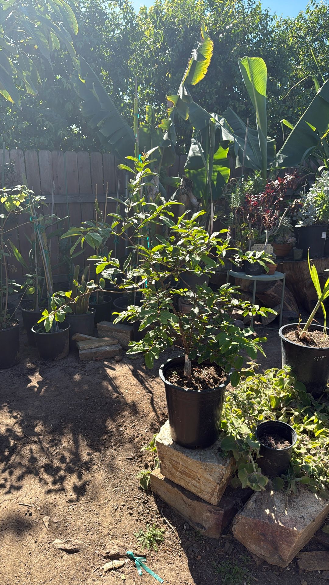 CAS GUAVA in 5 Gallon