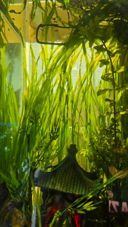 Aquatic plants