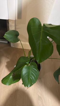 Monstera plant