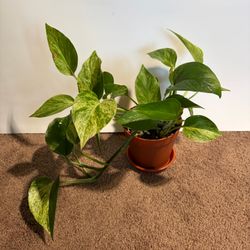 Marble Queen Pothos