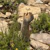 Lilysnake