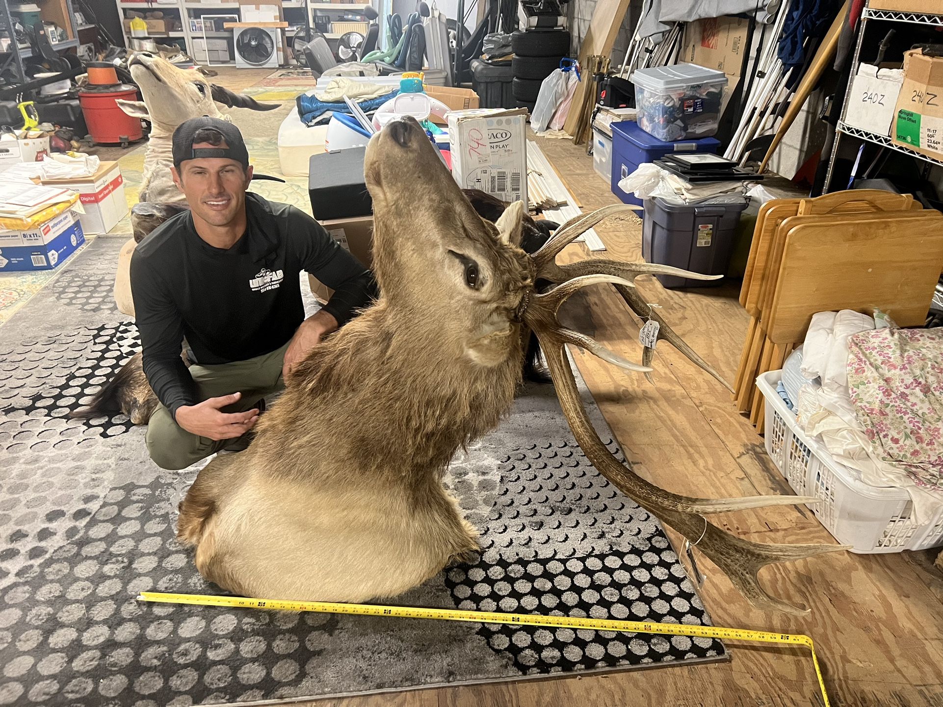 Large Elk Shoulder Mount Taxidermy