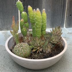 Cactus and Succulent Bowl Arrangement in Decorative Brown Pot Live Plants  Cash only  