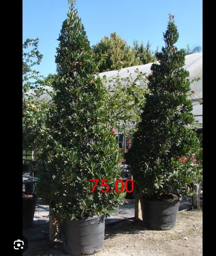 Plants