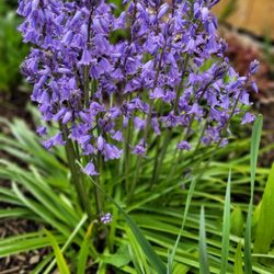 Bulbs Of Blue Bells/ 30 Bulbs Of Different Sizes