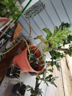 Succulents Big 4 Different Kinds