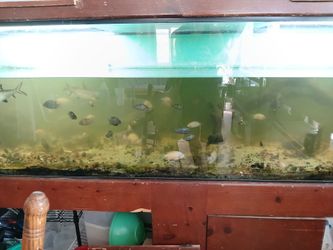 Aquarium
