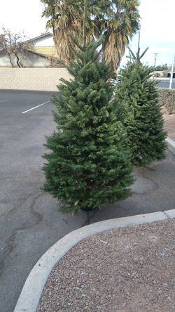 Fresh cut christmas trees