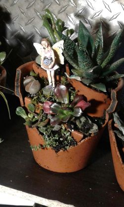 potted succulent collections