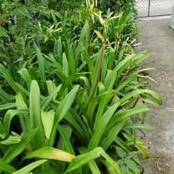 White Lilies 