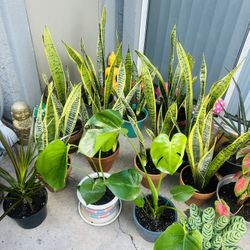 Plants For Sale 20 Each 