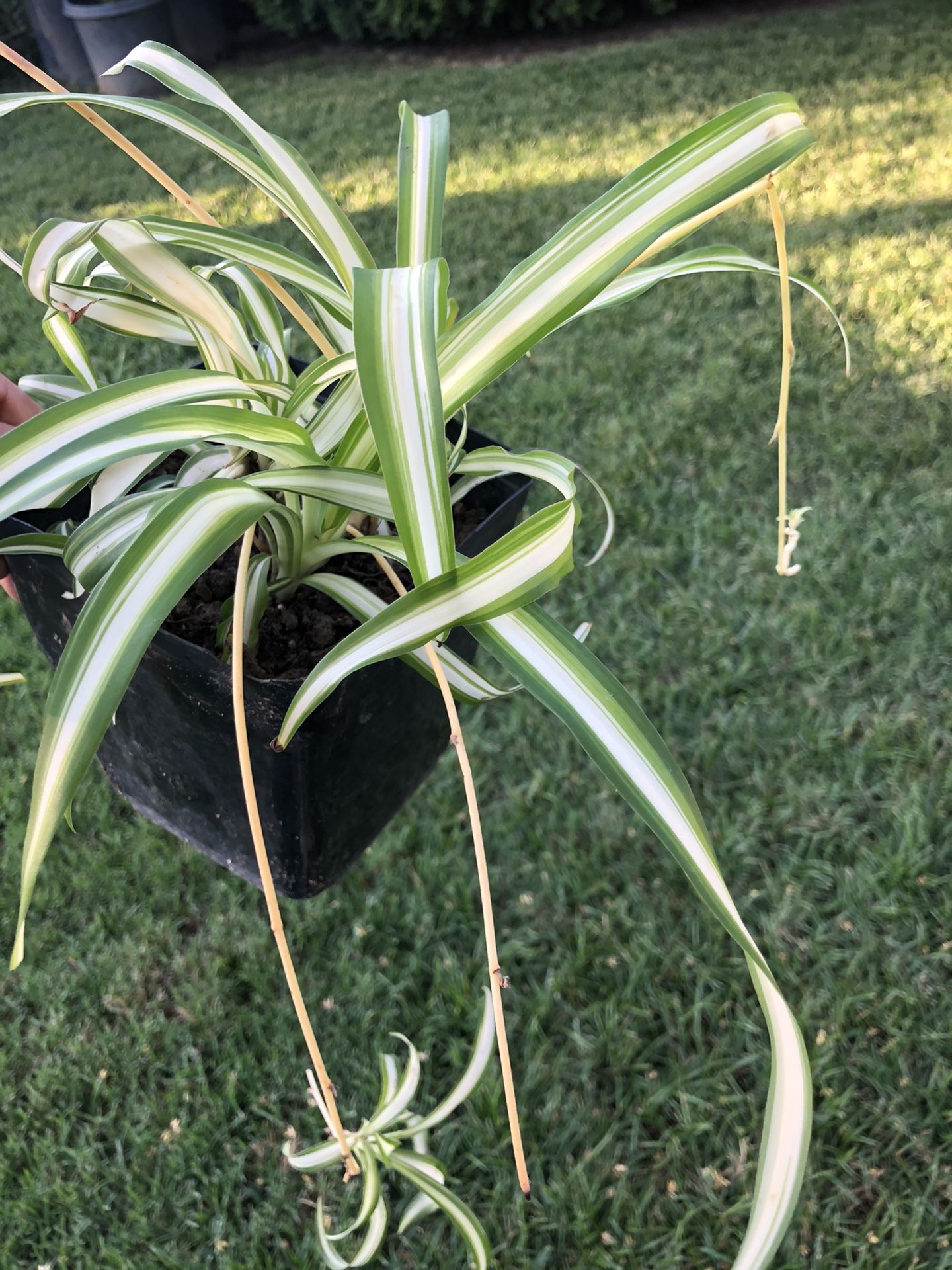 Spider plant