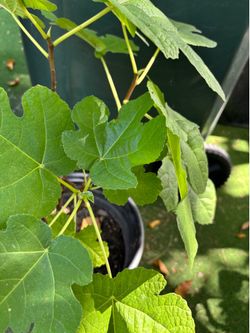 Fig