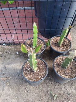 Dragonfruit Plants