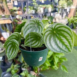 Plants (6”pot🌿Peperomia watermelon)