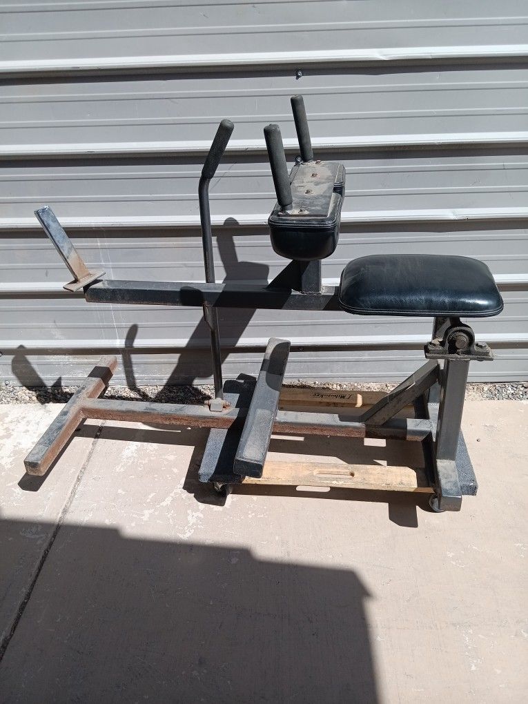 Seated Calf