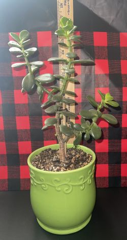 Succulent Crassula Ovata JADE live natural plant