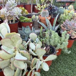 Succulents Plants Cactus 