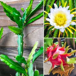 Dragon Fruit Plant Cuttings (1-2' ft.) 🌵🍓