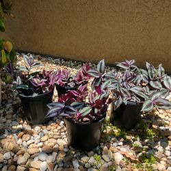 Wandering Jew Plants -price For Each Pot