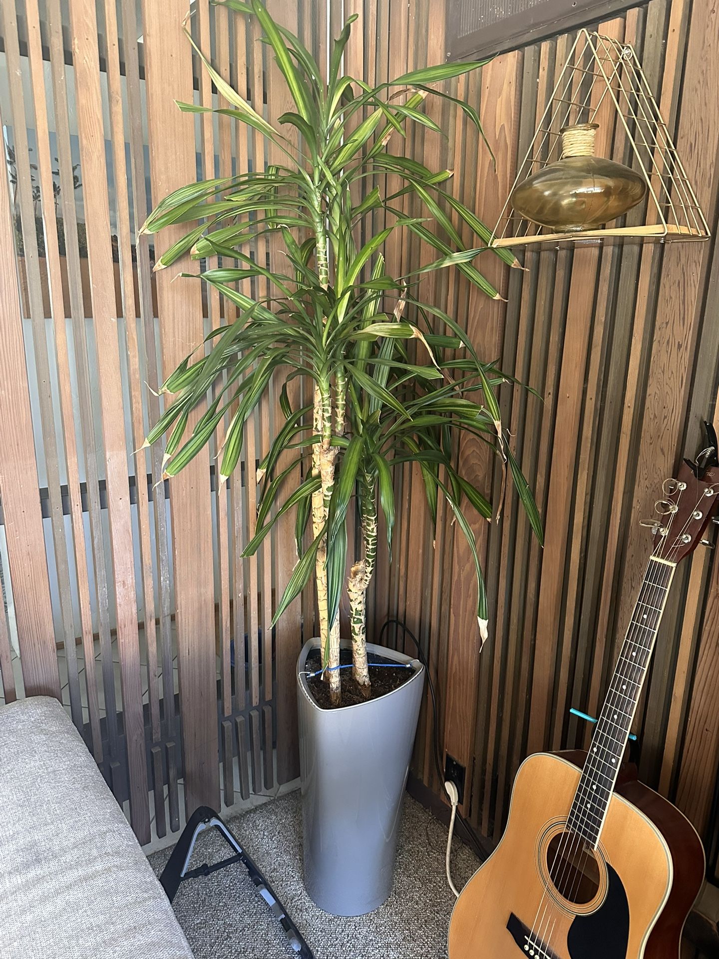 6’ Plant