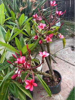 Potted pink plumeria