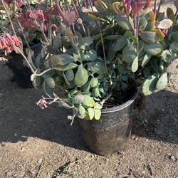 Plants