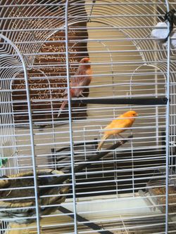 Bird cage